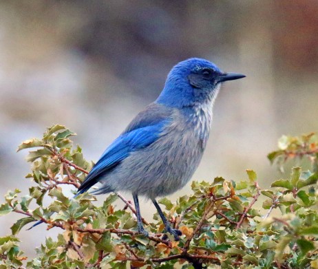 woodhouse's scrubjay1