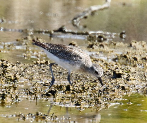 Black Bellied Plover
