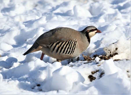 Chukar