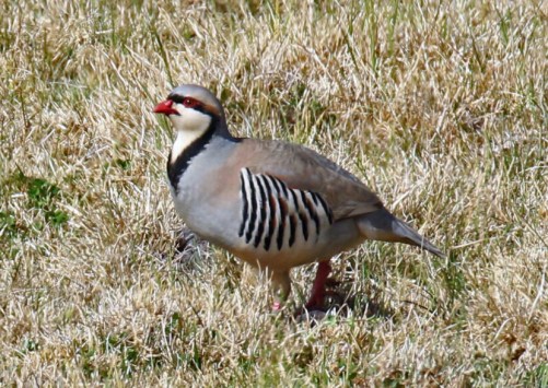 Chukar
