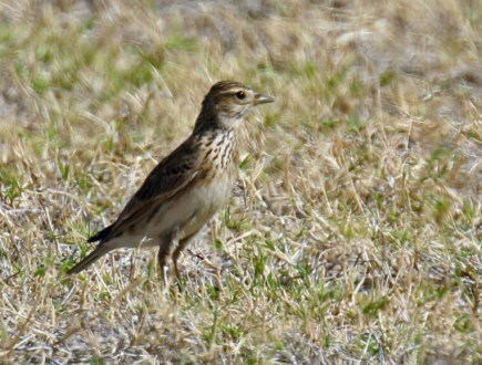 Eurasian Skylark 2