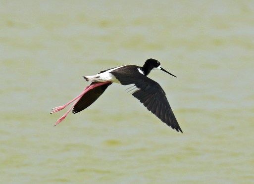 Hawaian Stilt Flight