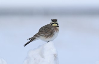 Horned Lark (2)