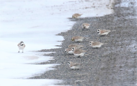 Horned Larks