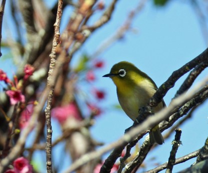 Japanese White Eye in Cherry Tree