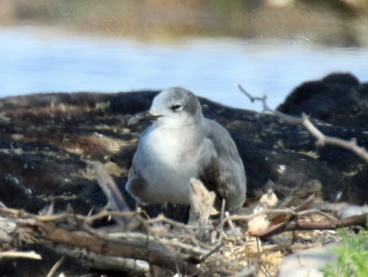 Laughing Gull1