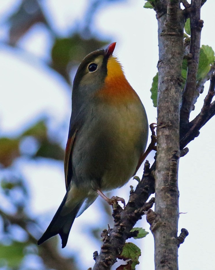 red-billed-leiothorix1.jpg