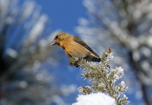 Red Crossbill1 (2)