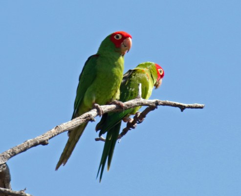 Red Fronted Parrots