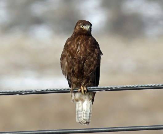 Red Tailed Hawk Dark Morph