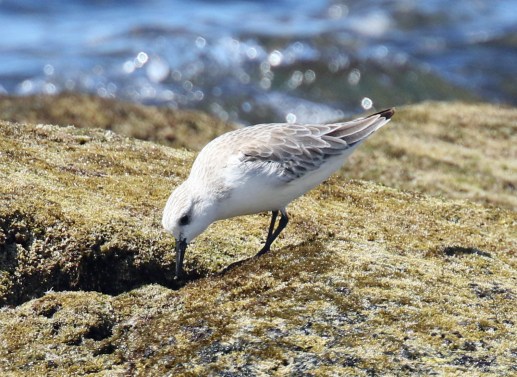 Sanderling