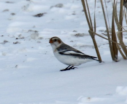 Snow Bunting (2)