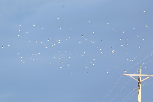 Snow Buntings Flight