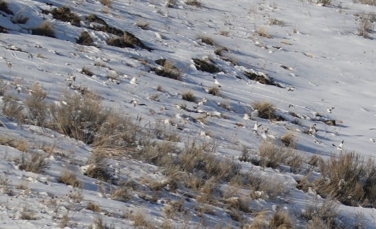 snow Buntings Ground