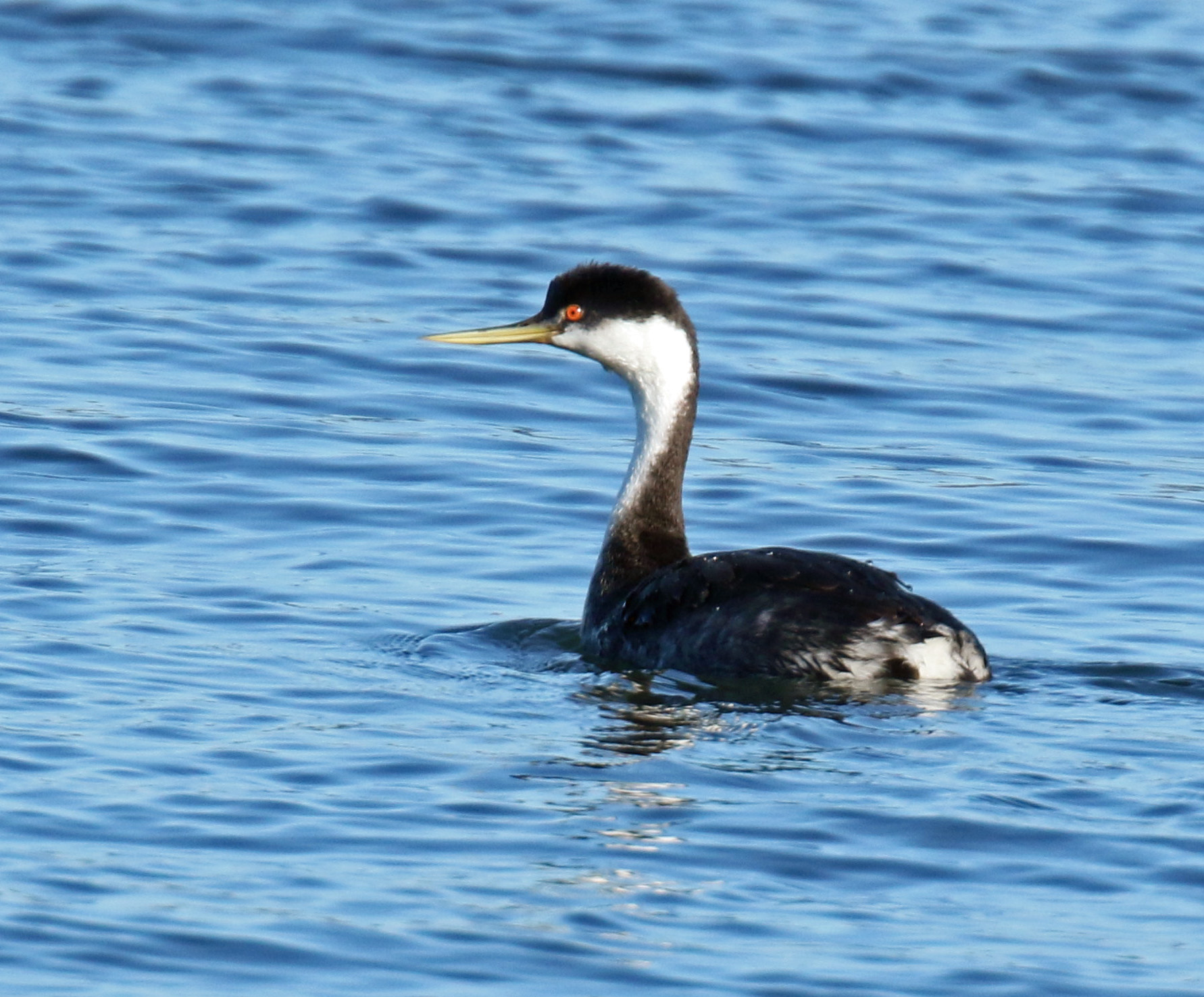 Western Grebe