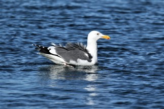 Western Gull