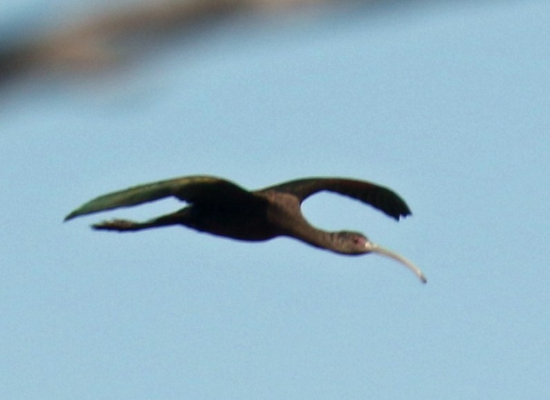 White Faced Ibis Flyiover1