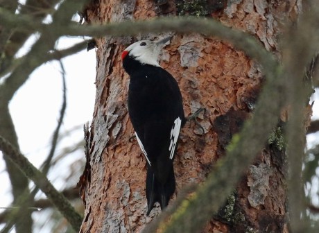 White Headed Woodpecker
