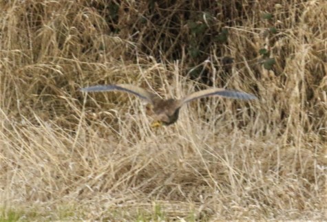 American Bittern Monday