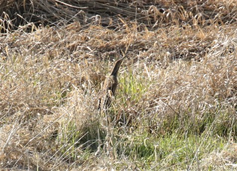 American Bittern2