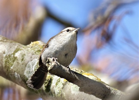 Bewick's Wren
