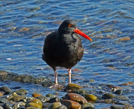 Black Oystercatcher1