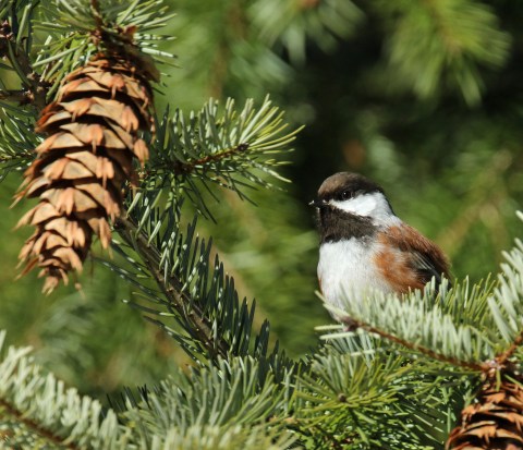 Chestnut Backed Chickadee2