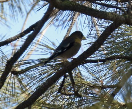 Evening Grosbeak