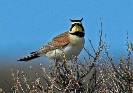 Horned Lark1