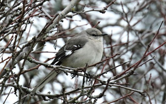 Northern Mockingbird