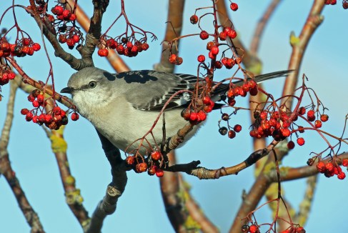 Northern Mockingbird1