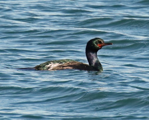 Pelagic Cormorant