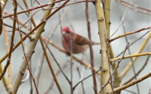 Purple Finch
