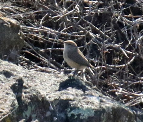 Rock Wren