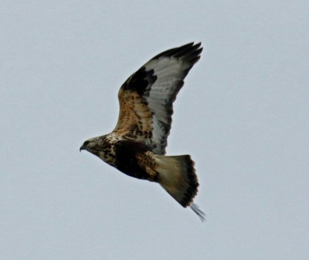 Rough Legged Hawk Flight2
