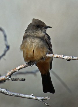 Say's Phoebe Vertical