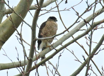 Sharp Shinned Hawk