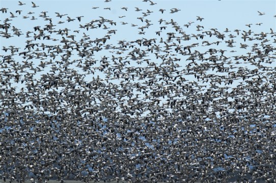 Snow Geese Flight