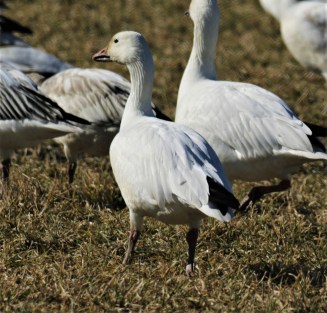 Snow Goose