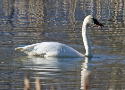 Trumpeter Swan1