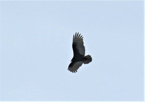 Turkey Vulture