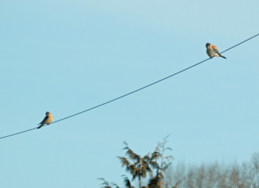 two-kestrels.jpg