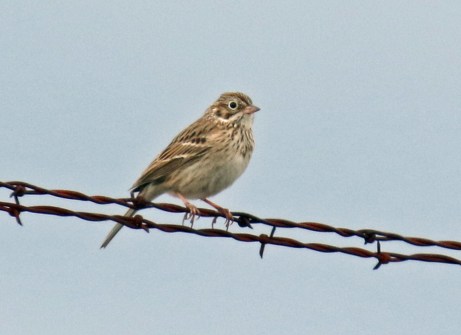 Vesper Sparrow1