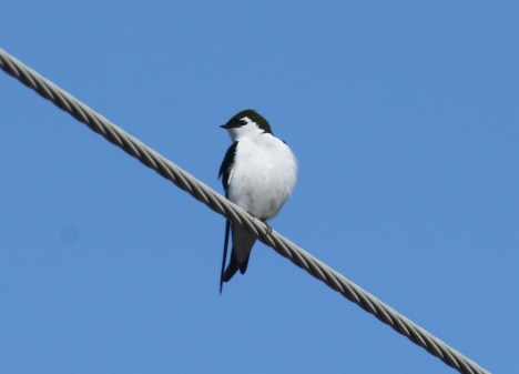 Violet Green Swallow