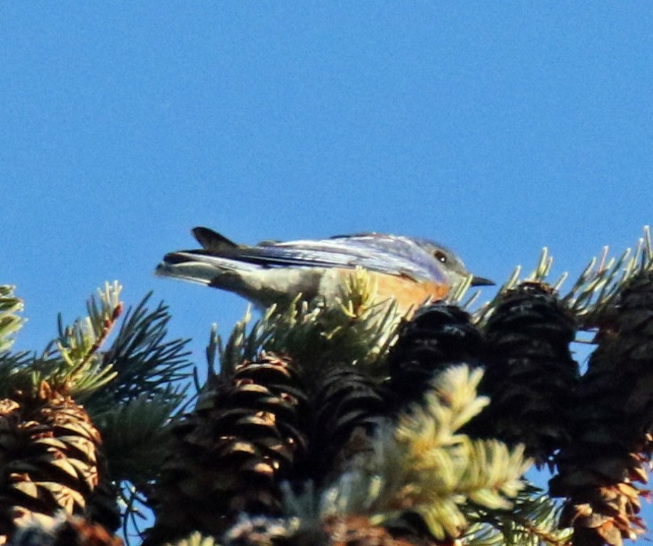 Western Bluebird