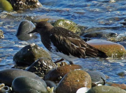 Black Turnstone