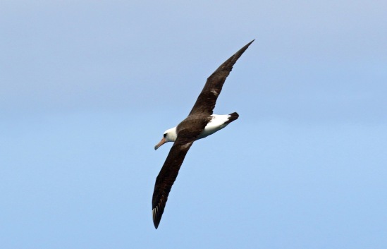 Laysan Albatross (2)