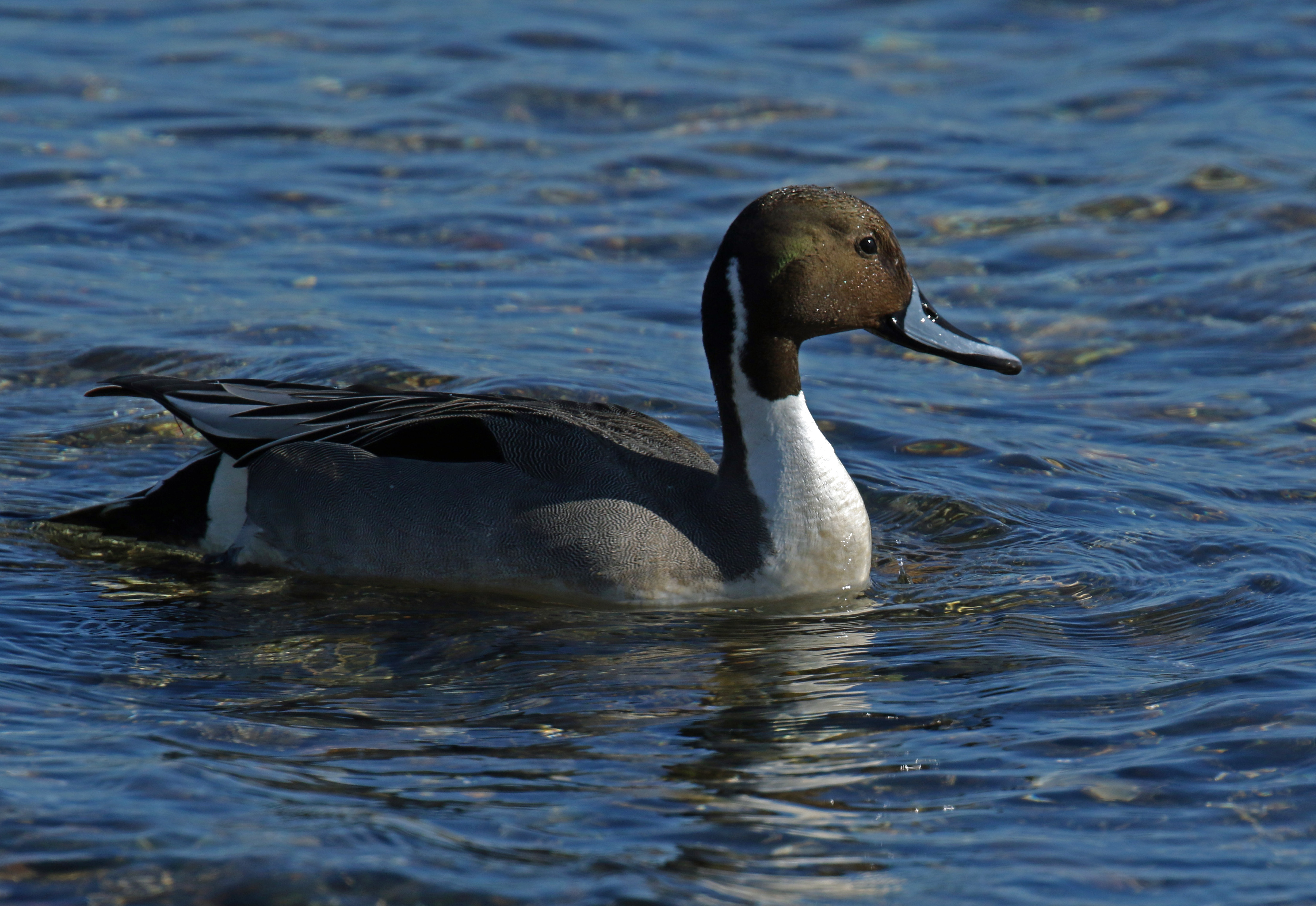 Northern Pintail