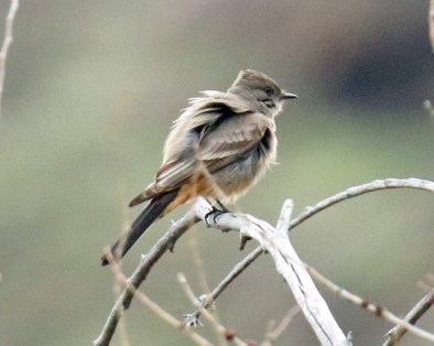 Say's Phoebe