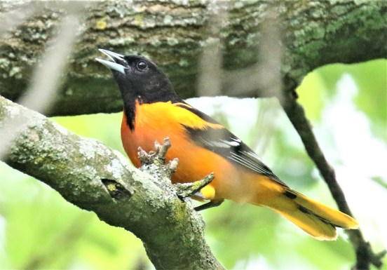 Baltimore Oriole1